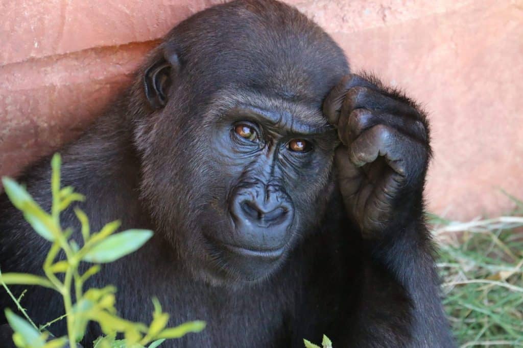 A gorilla looking sorry for itself